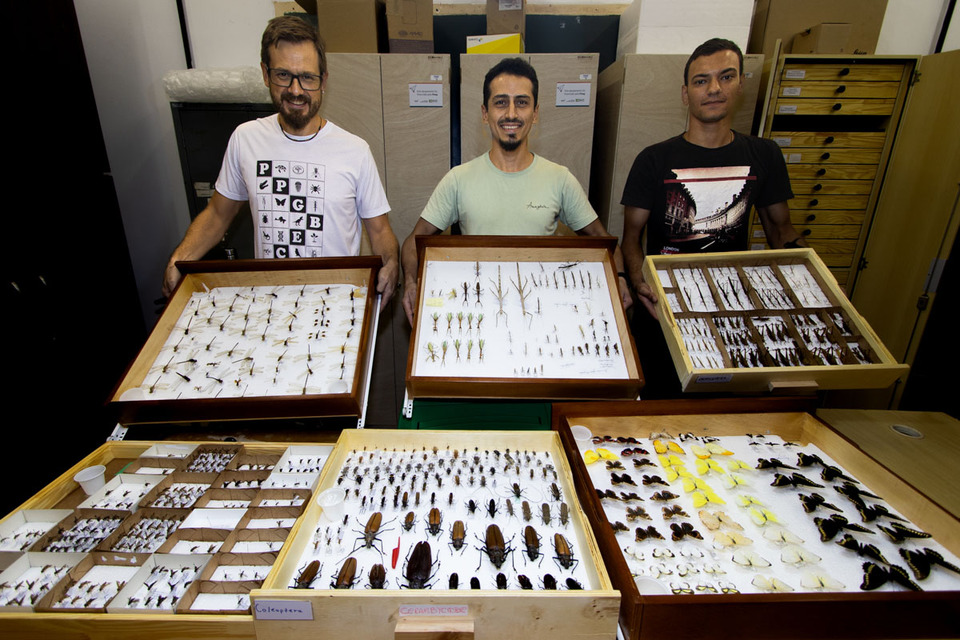 três homens seguram coleções de insetos de diversas espécies